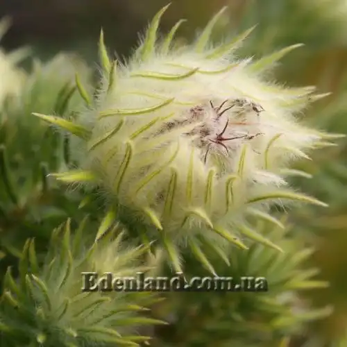 Изображение Филика пернатая - Phylica plumose 