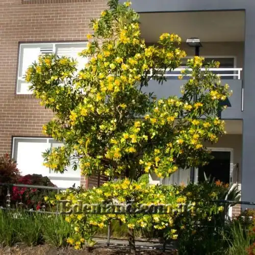 Изображение Гименоспорум желтый - Hymenosporum flavum