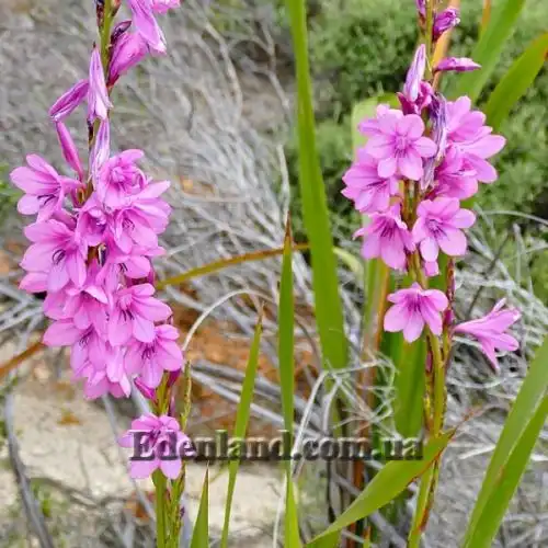 Изображение Ватсония Бурбонская - Watsonia borbonica 