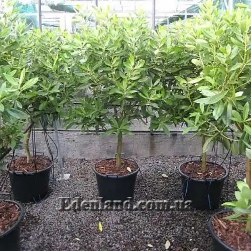 Изображение Дримис Винтера - Drimys winteri