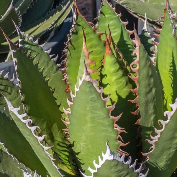 Изображение Агава ужасная 