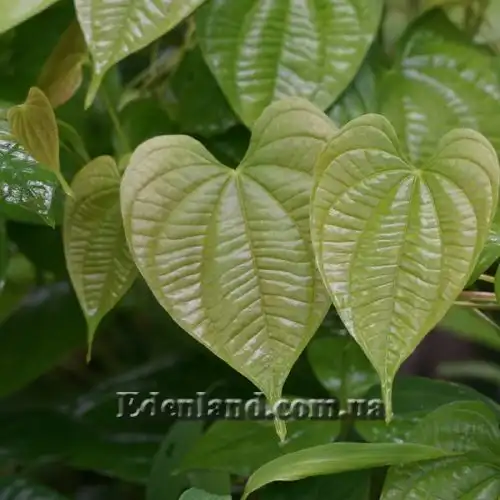 Изображение Диоскорея клубненосная  - Dioscorea bulbifera