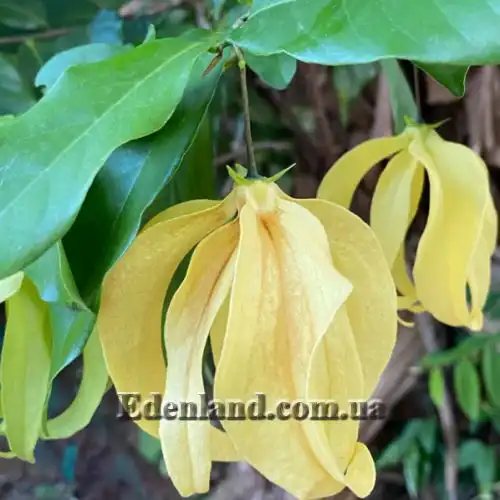 Зображення Десмос китайський - Desmos chinensis