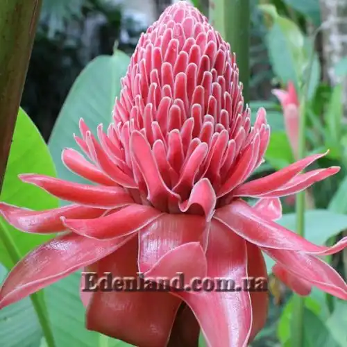 Изображение Этлингера возвышенная (Розовый факел) - Etlingera elatior (Pink Torch)