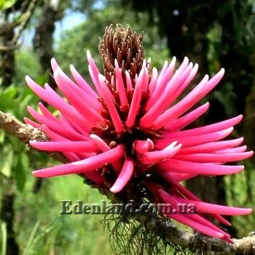 Еритрина амазонська - Erythrina amazonica