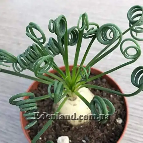 Изображение Альбука спиральная - Albuca spiralis