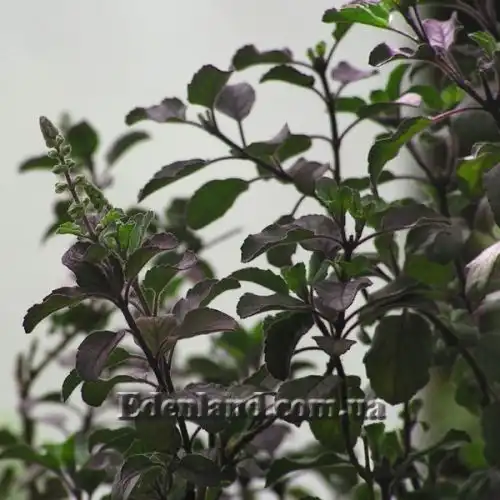 Зображення Базилік священний - Ocimum sanctum