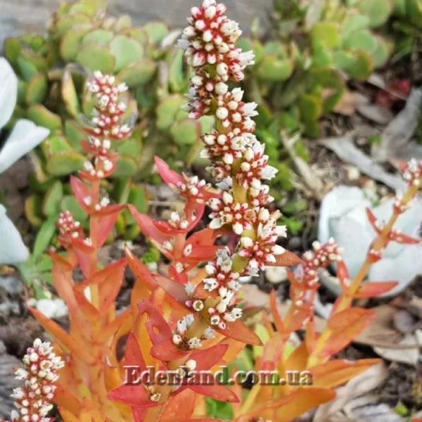 Изображение Крассула головчатая (костер) - Crassula capitella subsp. campfire