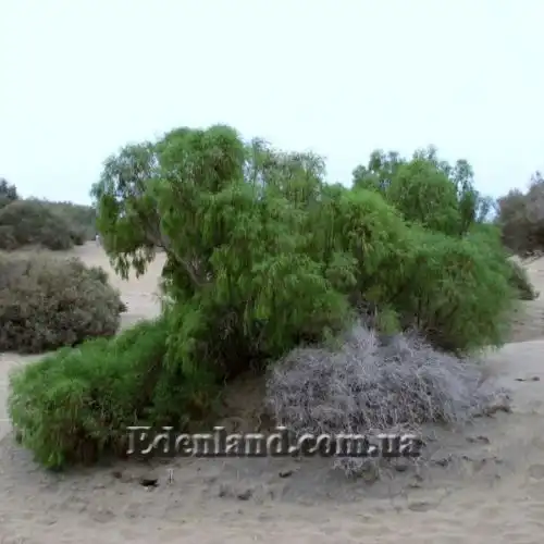 Изображение Плокама повислая - Plocama pendula