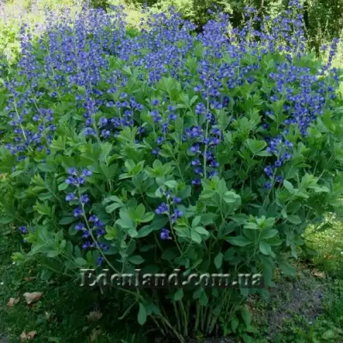 Изображение Баптизия южная - Baptisia australis 