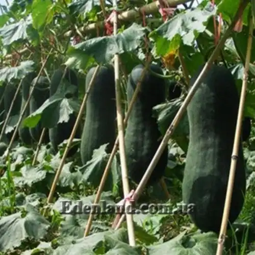 Изображение Бенинказа щетинистая Кантский гигант - Benincasa hispida Canton Giant