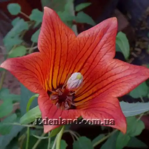 Изображение Канарина канарская - Canarina canariensis
