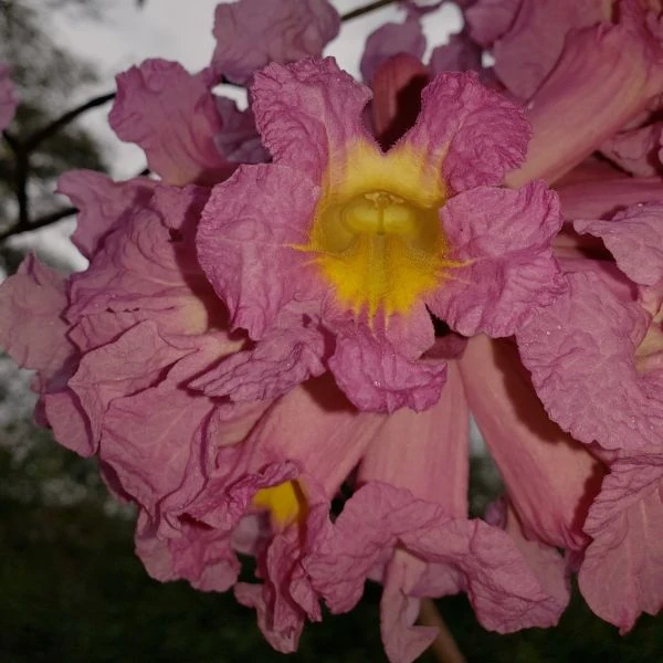 Изображение Хандроантус импетигинозный  - Handroanthus impetiginosa