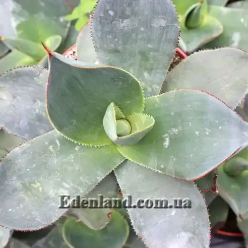 Изображение Агава Гуиенгола - Agave guiengola