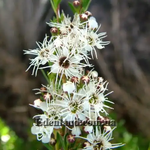 Изображение Кунцея вересковая - Kunzea ericoides