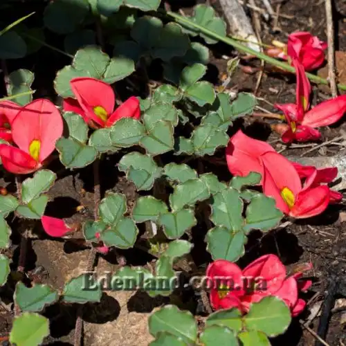 Изображение Кеннедия исключительная - Kennedia eximia