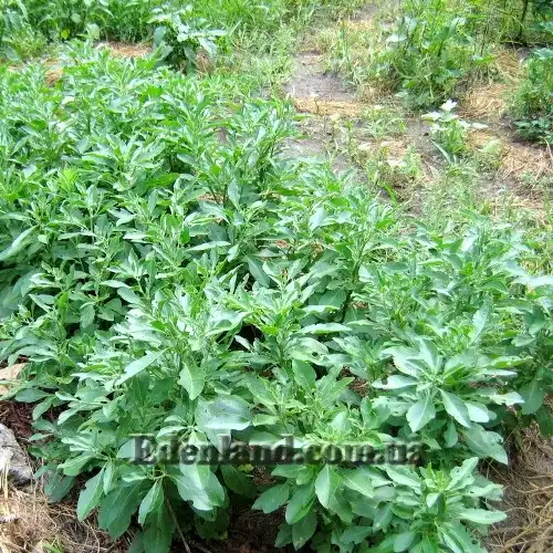 Зображення кущі