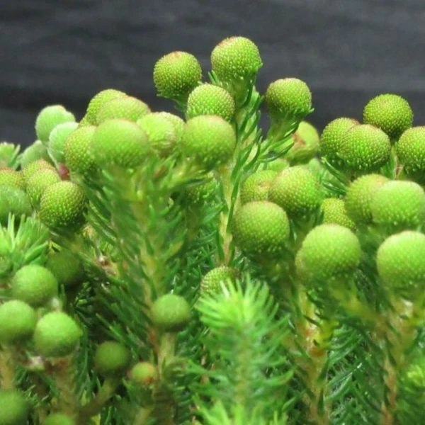 Изображение Берцелия Галпина - Berzelia galpinii