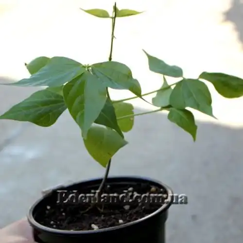 Изображение Вигна каракалла  - Vigna caracalla