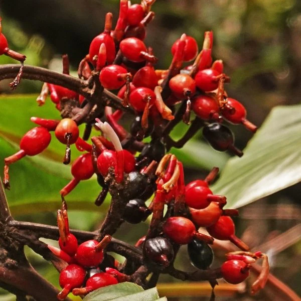 Зображення Альпінія прекрасна 'Нова Гвінея' - Alpinia pulchra 'New Guinea'  