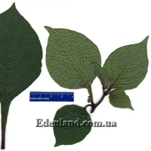 Изображение Джалтомата бошиана  - Jaltomata bohsiana 