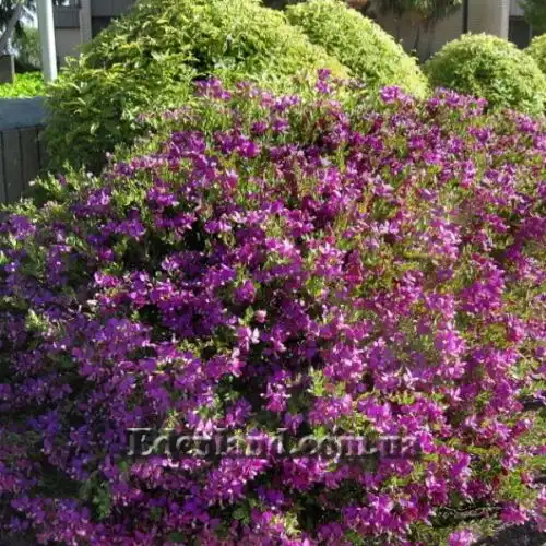 Зображення Істод миртолистий - Polygala myrtifolia