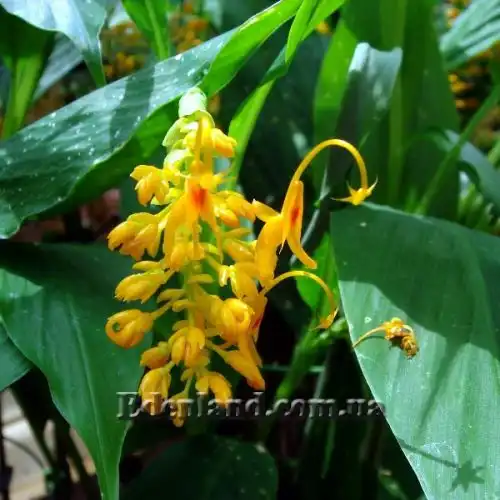 Зображення суцвіття