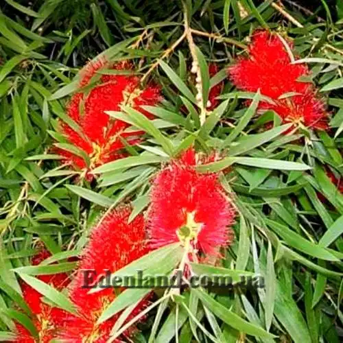 Изображение цветение