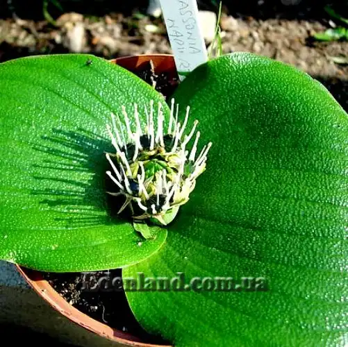 Изображение начало цветения