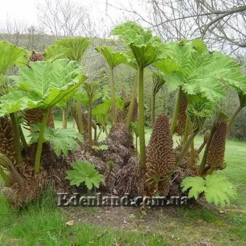 Изображение отрастают молодые листья