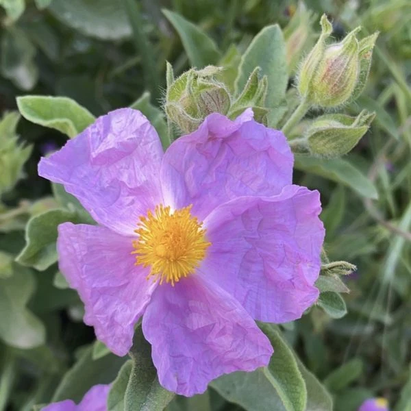 Зображення Чист критський - Cistus creticus  