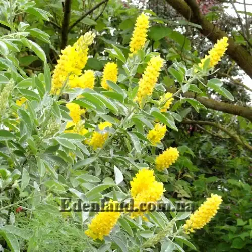 Изображение цветущее растение