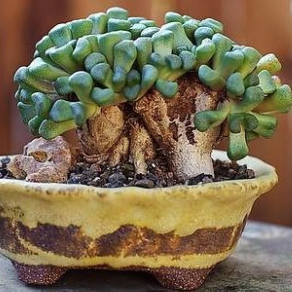 Изображение Алоинопсис Шунеса  - Aloinopsis schooneesii
