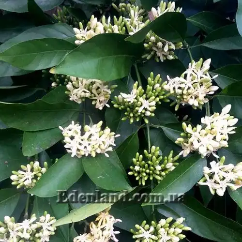Изображение Оксицерос щетинистый - Oxyceros horridus