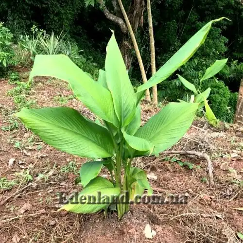 Изображение Куркума длинная - Curcumae longae