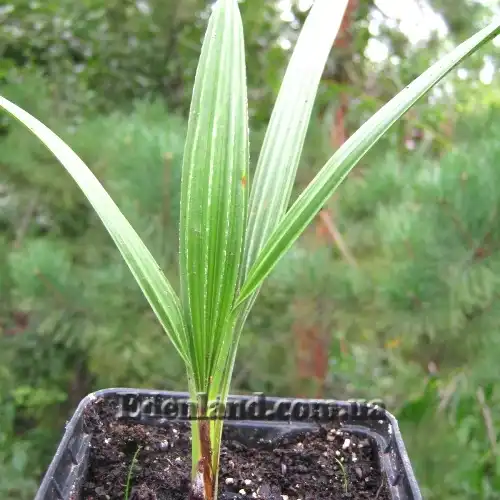 Изображение однолетние саженцы