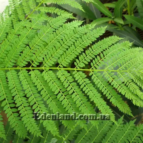 Изображение Жакаранда мимозолистная - Jacaranda mimosifolia