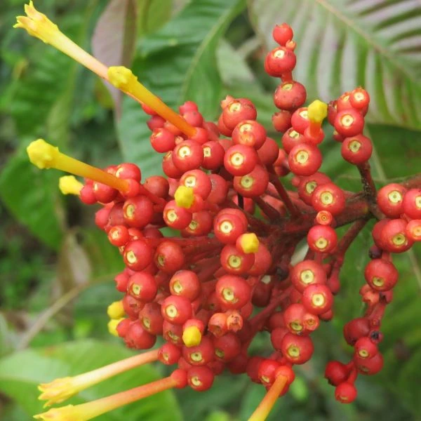 Зображення Ісертія Хенке - Isertia haenkeana 