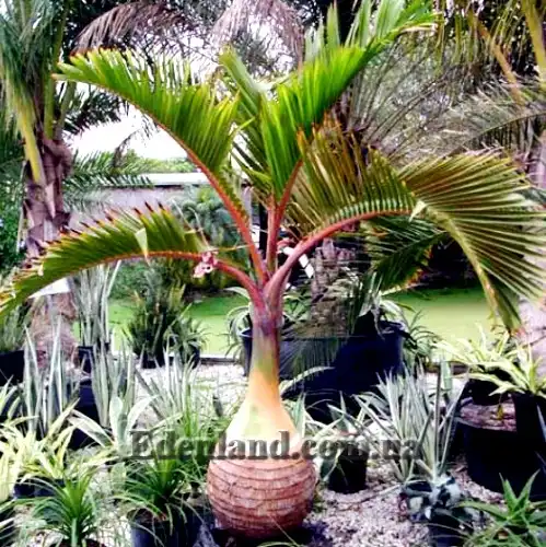 Изображение Хиофорбе бутылочноствольная - Hyophorbe lagenicaulis