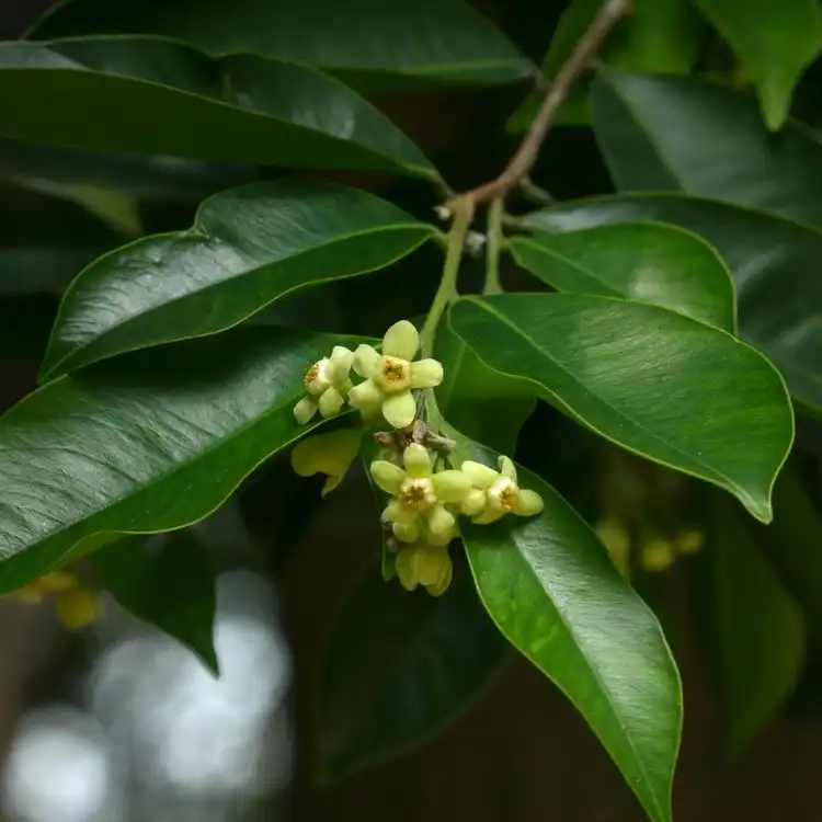 Изображение цветы