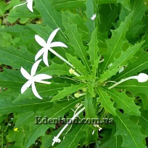 Гиппоброма длинноцветковая - Hippobroma longiflora