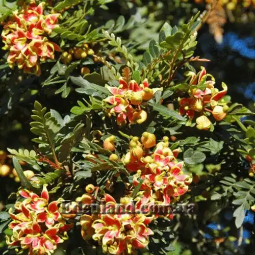 Изображение Ломатия ржавая - Lomatia ferruginea