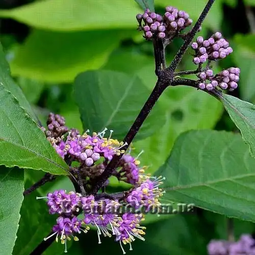 Изображение Каликарпа Бодинье - Callicarpa bodinieri