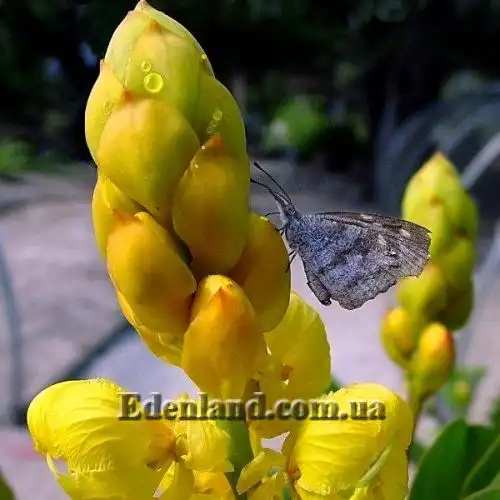 Изображение Сенна крылатая - Senna alata