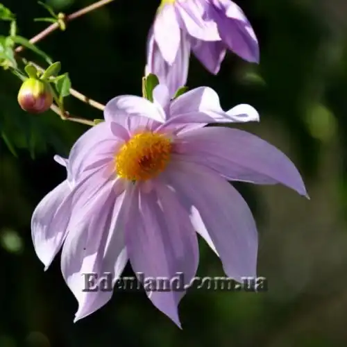 Зображення Жоржина імператорська - Dahlia imperialis