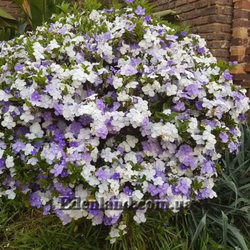 Изображение Брунфельзия широколистная  - Brunfelsia latifolia