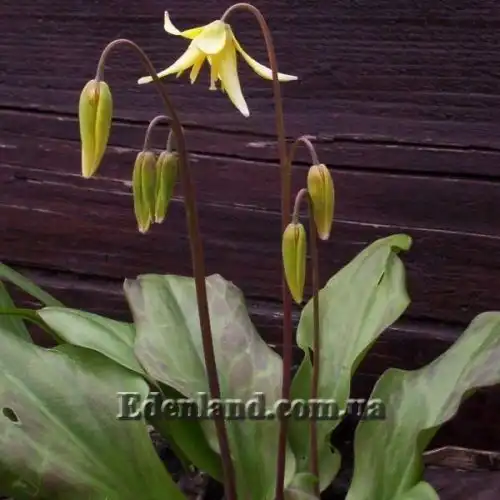 Зображення Еритроніум загорнутий Пагода - Erythronium revolutum Pagoda