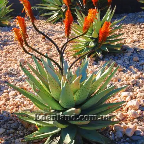 Алоэ устрашающее - Aloe ferox