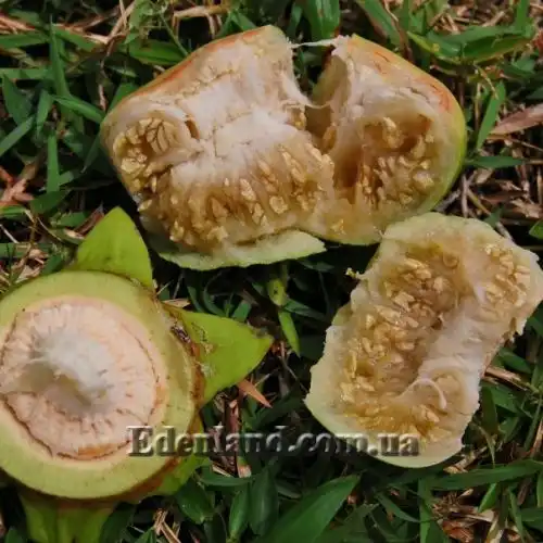 Изображение Соннератия сырная - Sonneratia caseolaris 