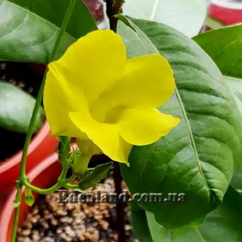 Мандевилла Сандера - Mandevilla sanderi